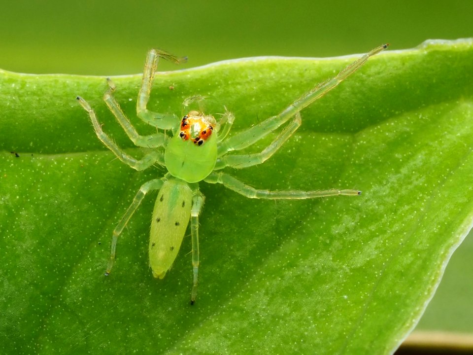 Lyssomanes viridis 111078037