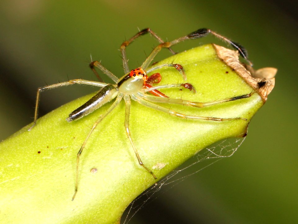 Lyssomanes sp male Belize 01