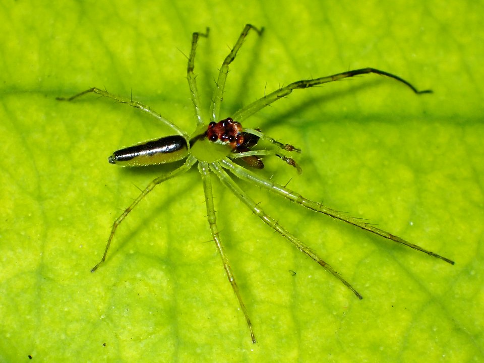 Lyssomanes antillanus male 02