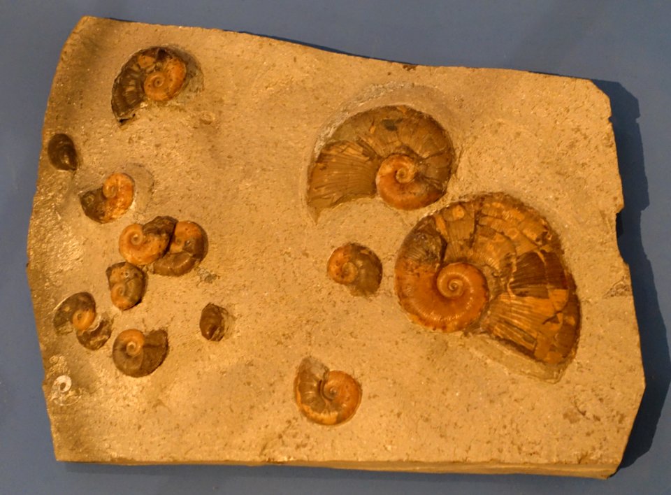 Lytoceras fimbriatum with Inoceramus dubius - Naturhistorisches Museum, Braunschweig, Germany - DSC05166