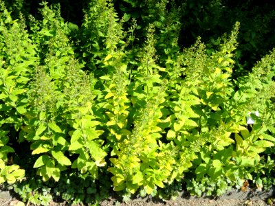 Lysimachia lichiangensis - Botanischer Garten, Frankfurt am Main - DSC03286
