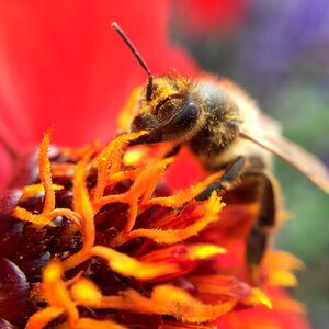 Summer flower colorful photo