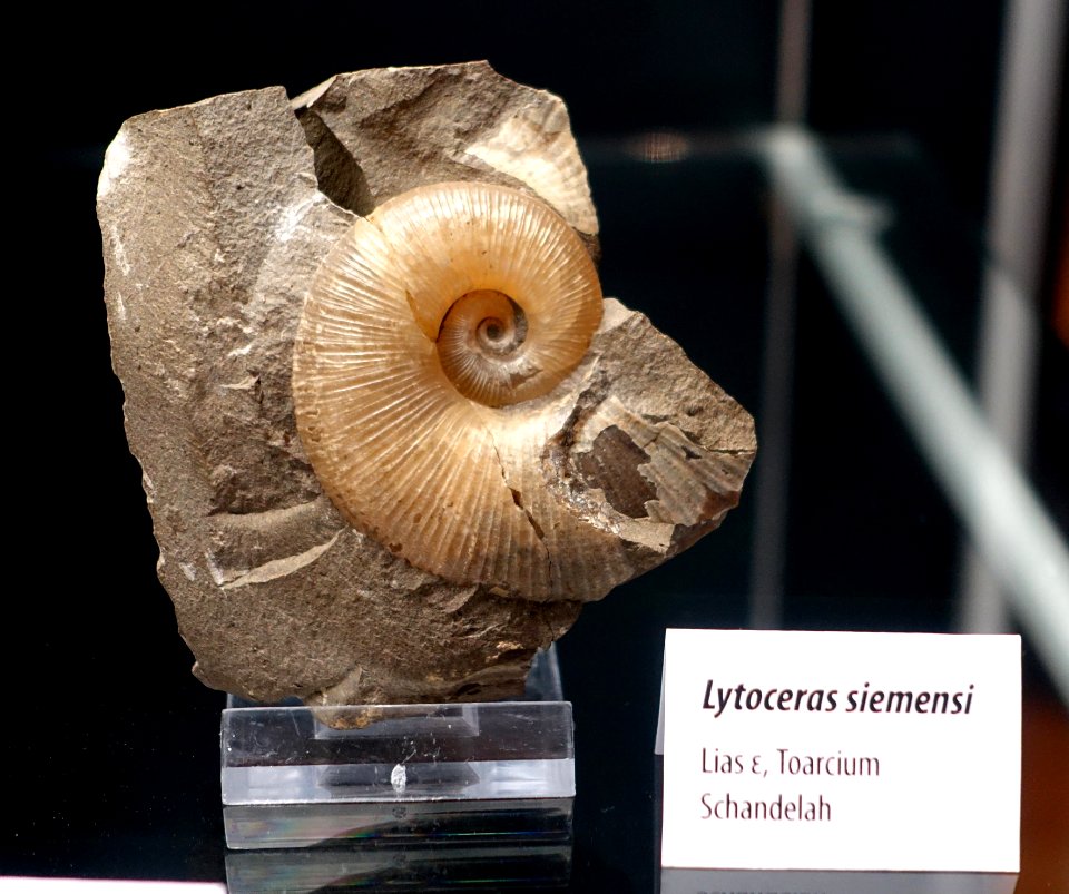 Lytoceras siemensi - Naturhistorisches Museum, Braunschweig, Germany - DSC05117