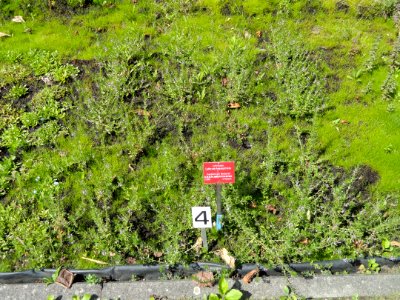 Lythrum maritimum - Botanischer Garten, Frankfurt am Main - DSC02714