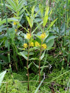 Lysimachia thyrsiflora Oulu, Finland 12.06.2013