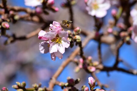 Outdoor spring cherry blossom