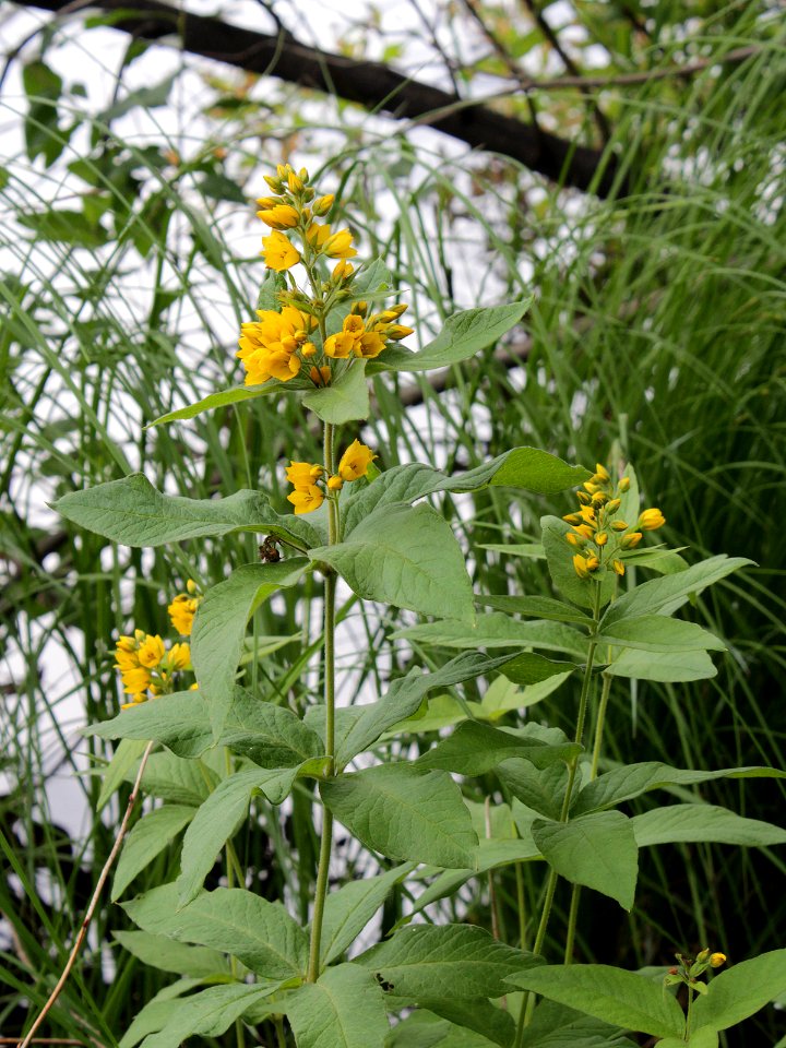 Lysimachia vulgaris Oulu, Finland 04.07.2013