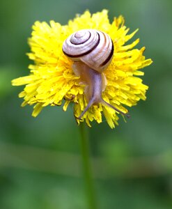Yellow shell horns