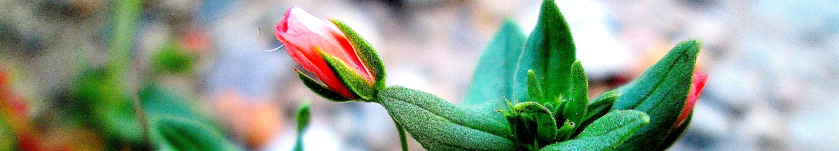 Lysimachia arvensis. Reader