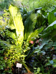 Lysichiton americanus - Botanischer Garten, Frankfurt am Main - DSC02525