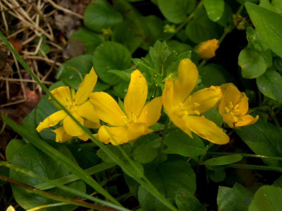 Lysimachia nummularia, 2015-06-10, Fox Chapel, 03