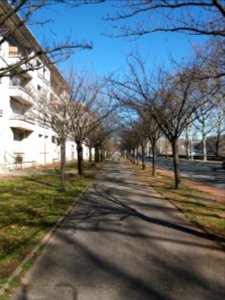 Lyon 9e - Quai Paul Sédallian, allée d'arbres