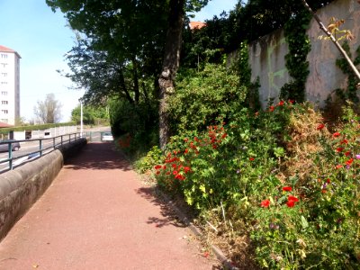 Lyon 5e - Rue Jean Prévost - Chemin fleuri surplombant la rue au nord