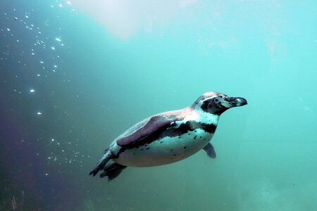 Swim animal humboldt photo