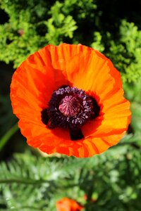 Pink poppy botany garden