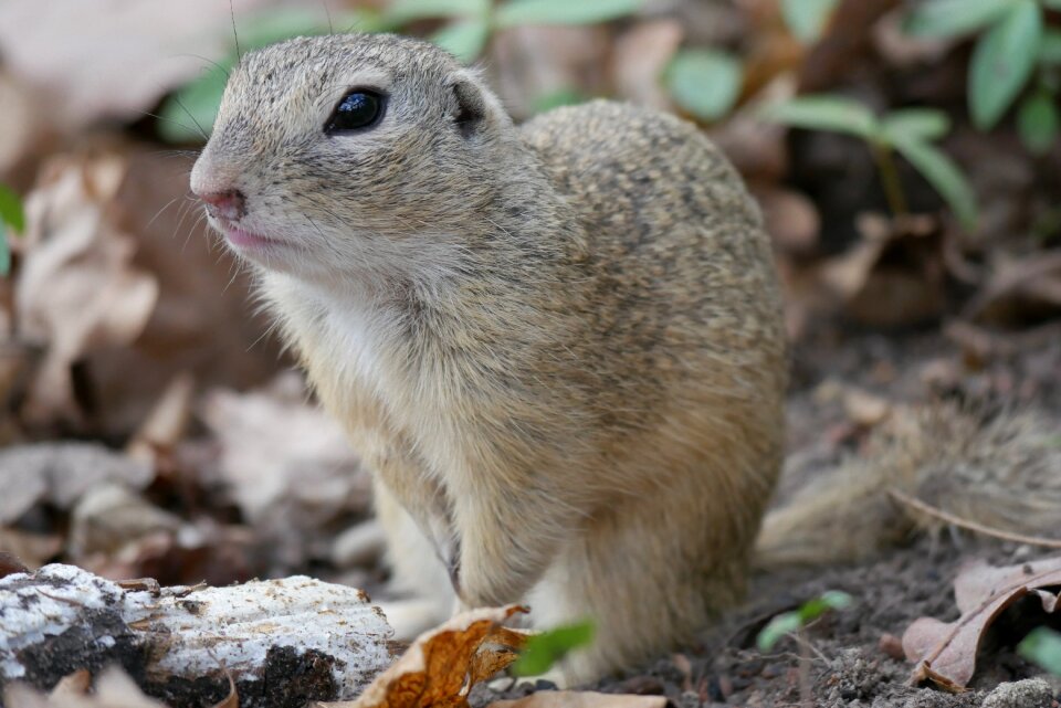 Gophers nager fur photo