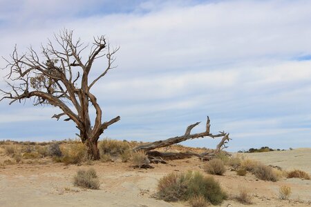 Barren beautiful nature