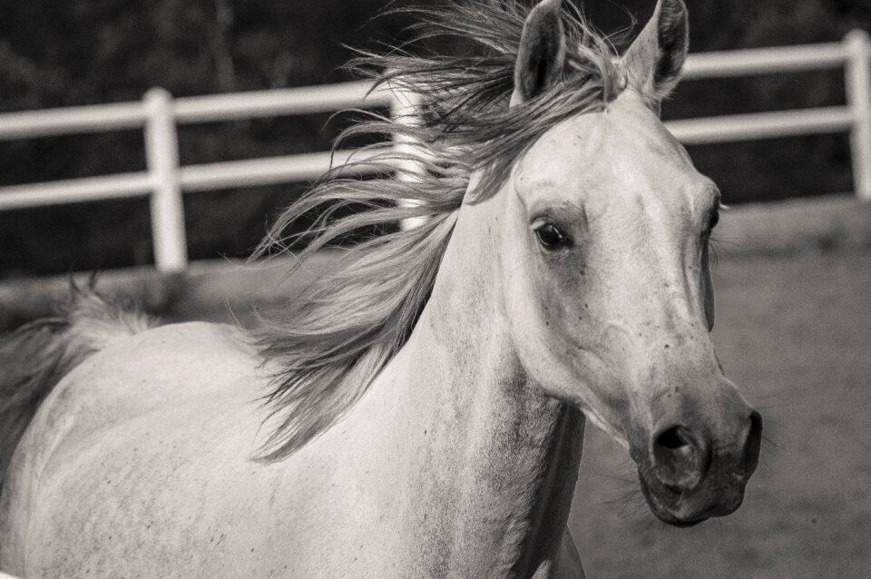 White horse pure-blood arab white horses