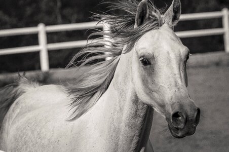 White horse pure-blood arab white horses