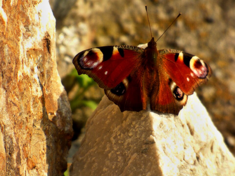 Motyl on rock