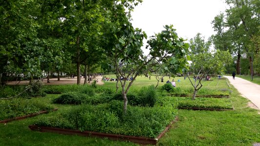 Lyon 7e - Parc de Gerland - Plantations et figuiers