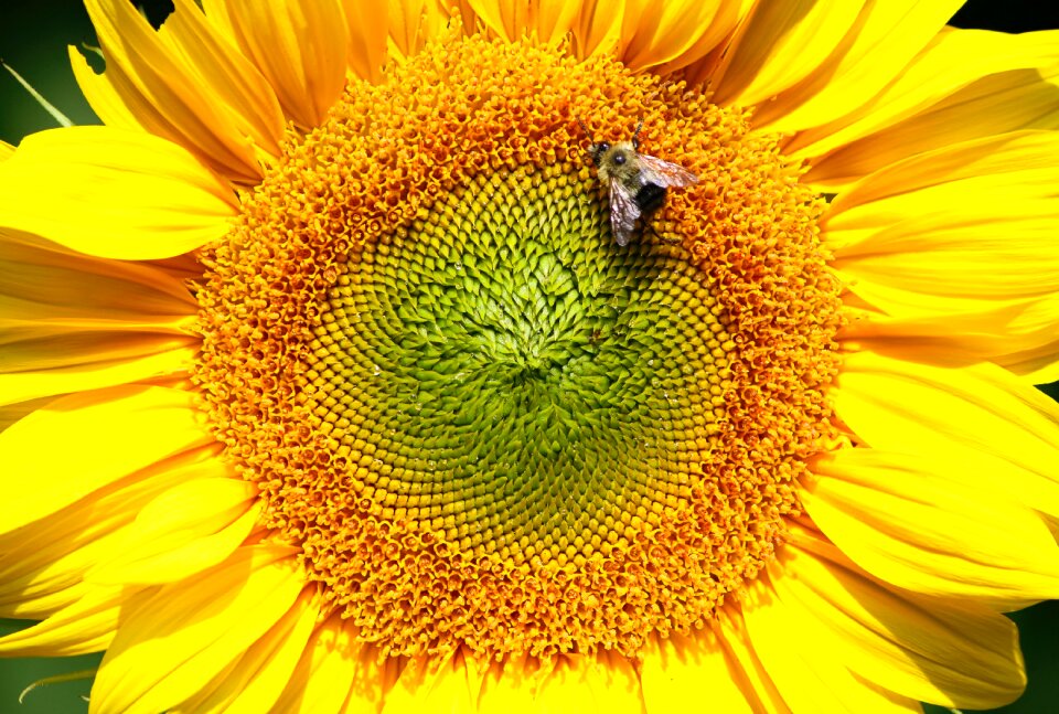 Yellow bright golden