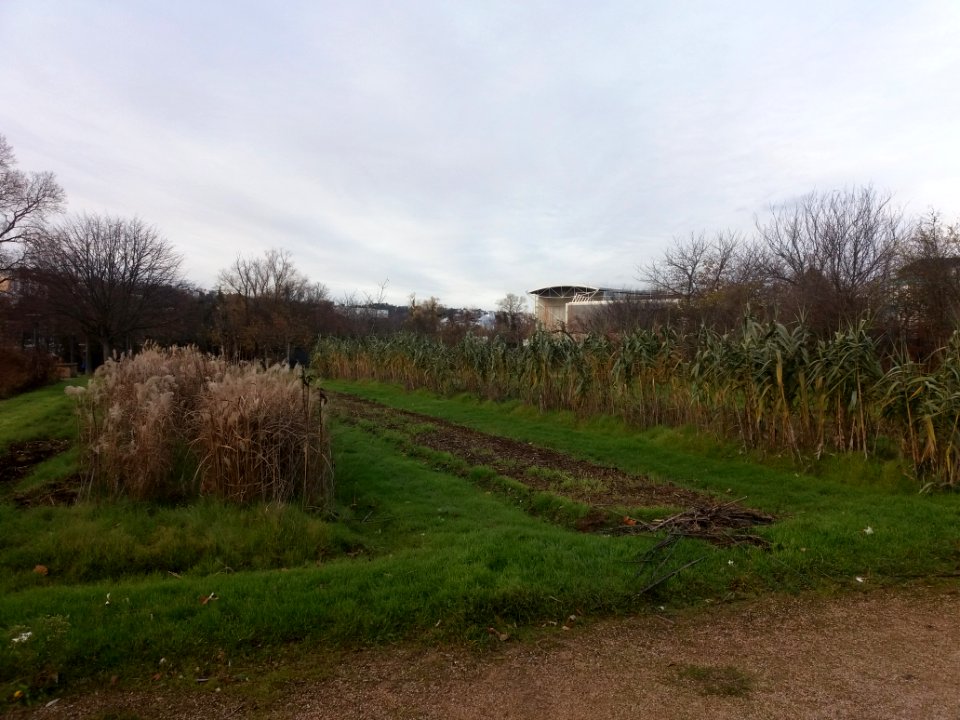 Lyon 7e - Parc de Gerland - Parcelle VI - Plantes supervivaces et exubérantes