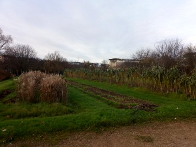 Lyon 7e - Parc de Gerland - Parcelle VI - Plantes supervivaces et exubérantes