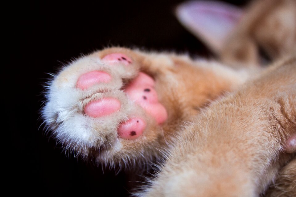Mieze paw print cute