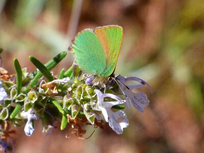 Butterfly green detail beauty