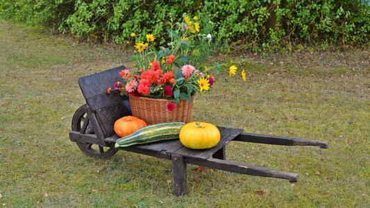 Pumpkin garden autumn