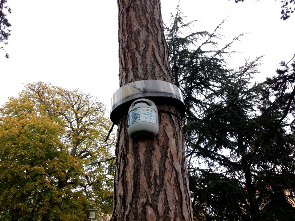 Lyon 5e - Place des Minimes, piège à chenilles processionnaires du pin