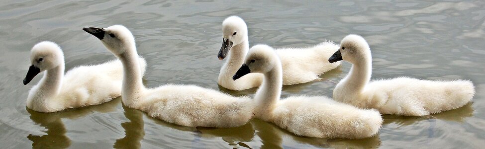Waterfowl young swans plumage photo