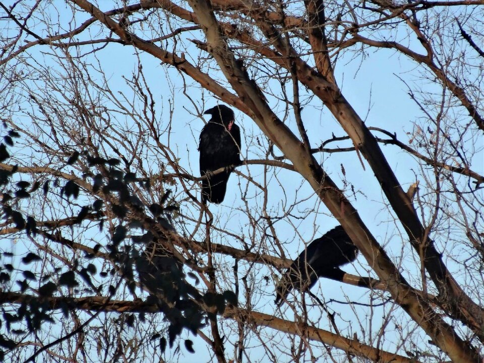 Birds animal nature