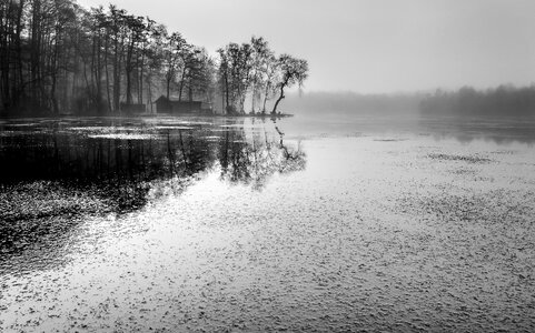 Trees fog nature photo