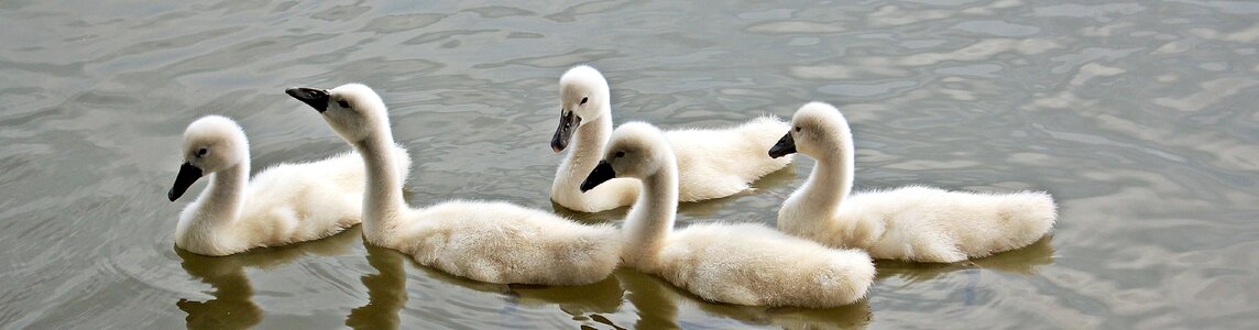 Waterfowl young swans plumage