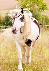 Animal portrait white brown ride photo