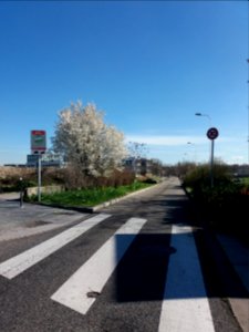 Lyon 7e - Rue Jean Grolier, depuis le boulevard Chambaud de la Bruyère