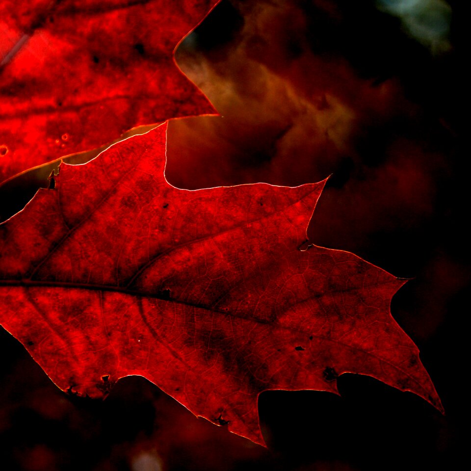 Foliage red oak red