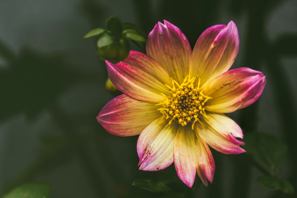 Dahlia red yellow still life