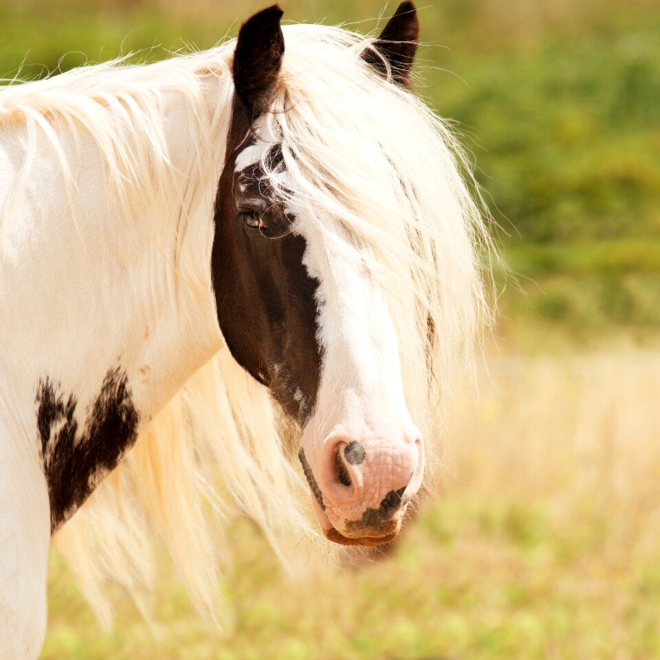 Animal portrait white brown horse head