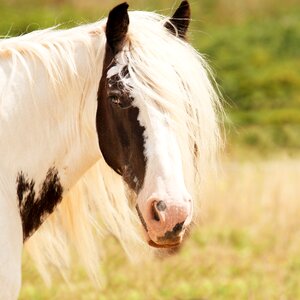Animal portrait white brown horse head photo