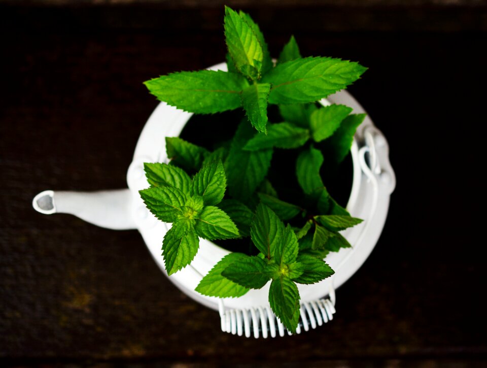 Mint tea herbs fragrant herb