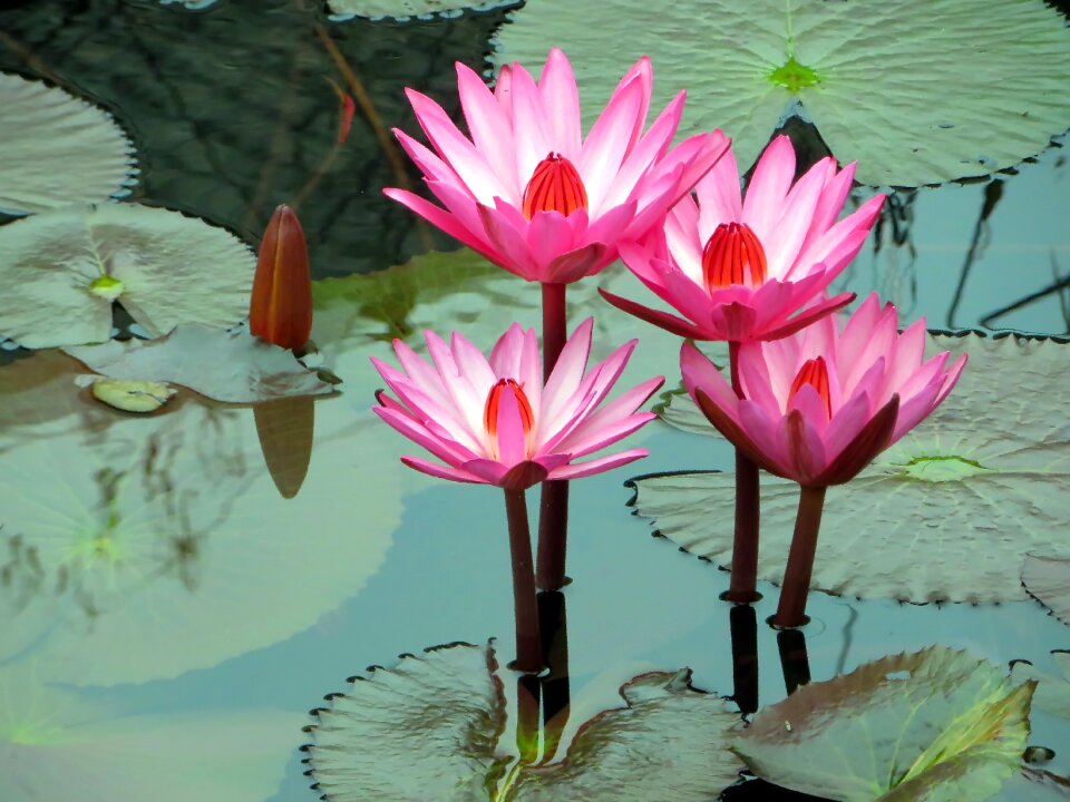Pink nympheacea nuphar rosea