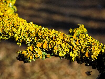 Moss branch nature photo