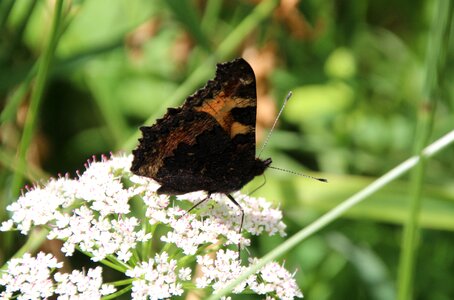 Butterfly public record Free photos