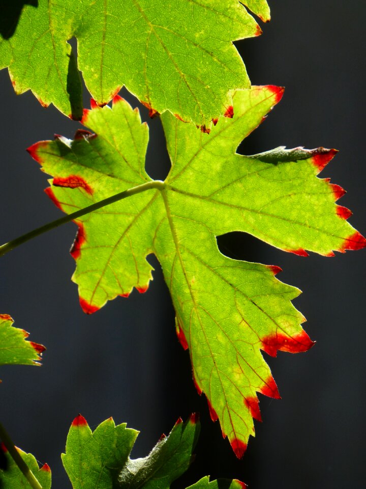 Leaf leaves green