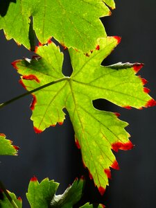Leaf leaves green