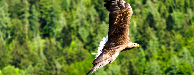 Bird of prey flying freiflug