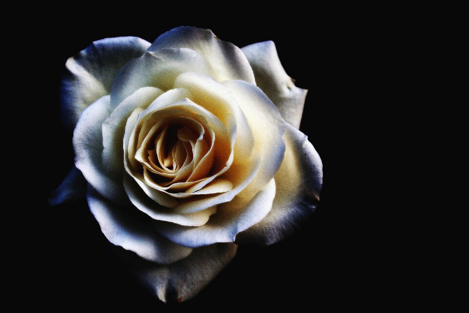 Rose blue white black background